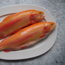 Goldforellen